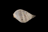 藏品(織紋螺)的圖片